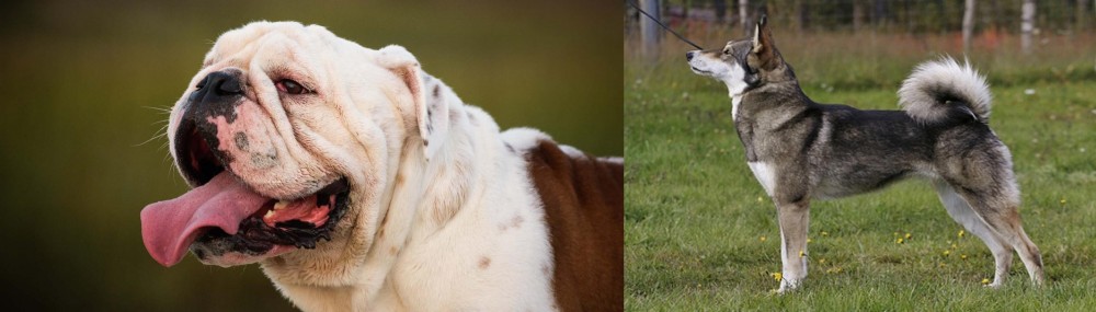 East Siberian Laika vs English Bulldog - Breed Comparison