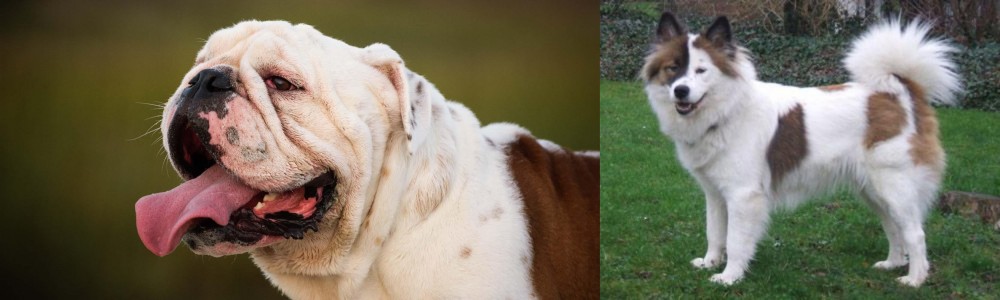 Elo vs English Bulldog - Breed Comparison