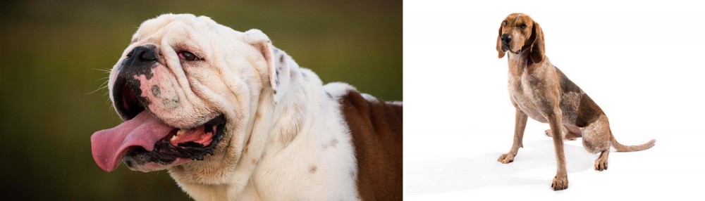 English Coonhound vs English Bulldog - Breed Comparison