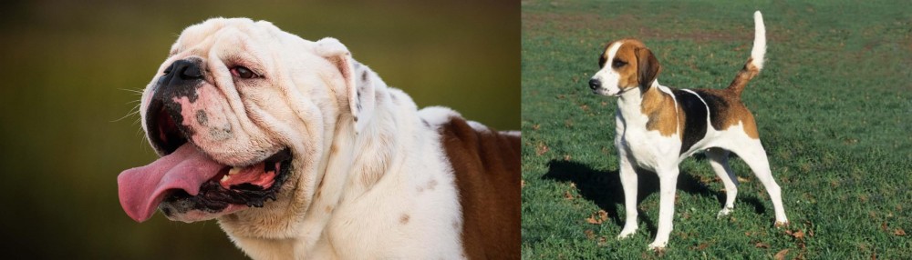 English Foxhound vs English Bulldog - Breed Comparison