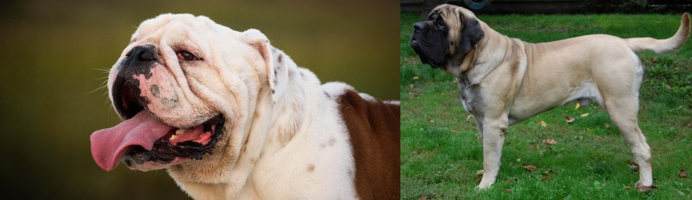 English Mastiff vs English Bulldog - Breed Comparison