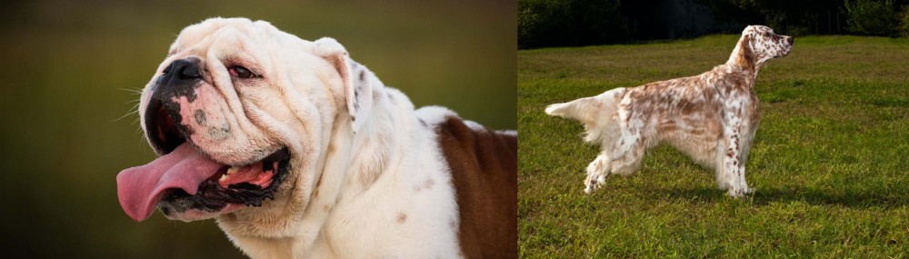 English Setter vs English Bulldog - Breed Comparison