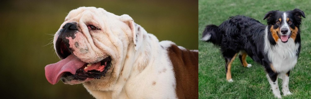 English Shepherd vs English Bulldog - Breed Comparison