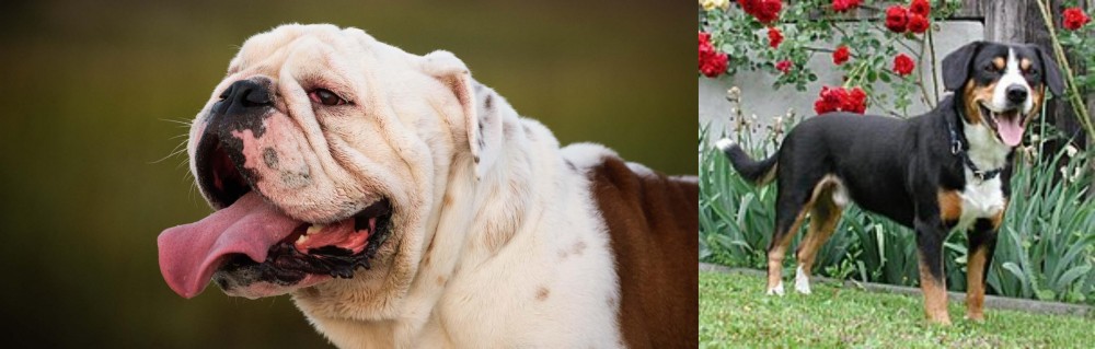 Entlebucher Mountain Dog vs English Bulldog - Breed Comparison