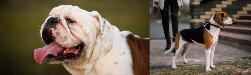 Estonian Hound vs English Bulldog - Breed Comparison