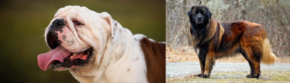 Estrela Mountain Dog vs English Bulldog - Breed Comparison
