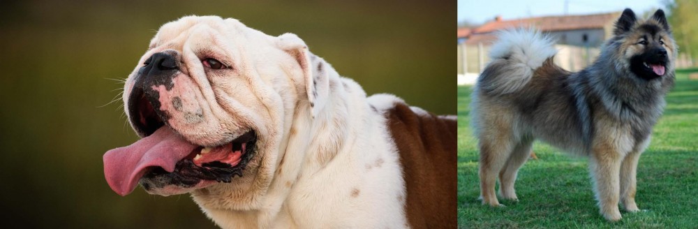 Eurasier vs English Bulldog - Breed Comparison