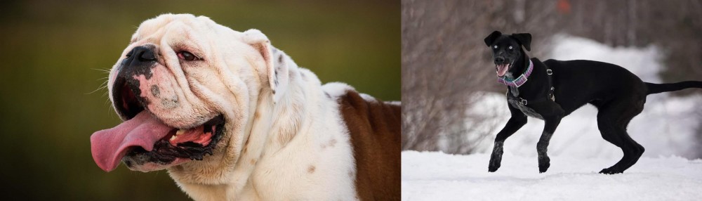 Eurohound vs English Bulldog - Breed Comparison