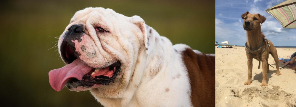 Fell Terrier vs English Bulldog - Breed Comparison