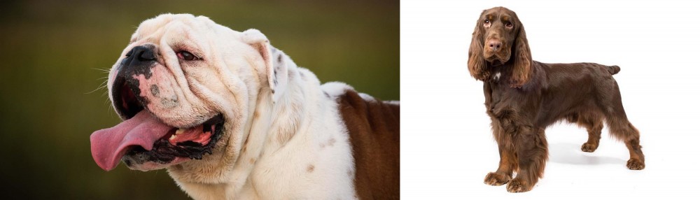 Field Spaniel vs English Bulldog - Breed Comparison