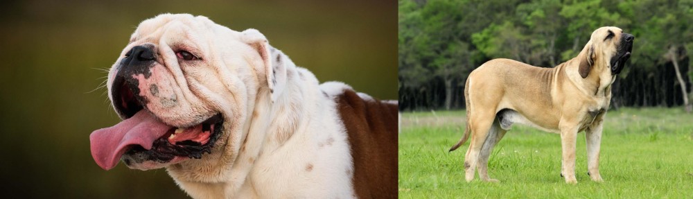 Fila Brasileiro vs English Bulldog - Breed Comparison