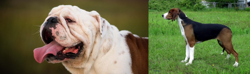 Finnish Hound vs English Bulldog - Breed Comparison