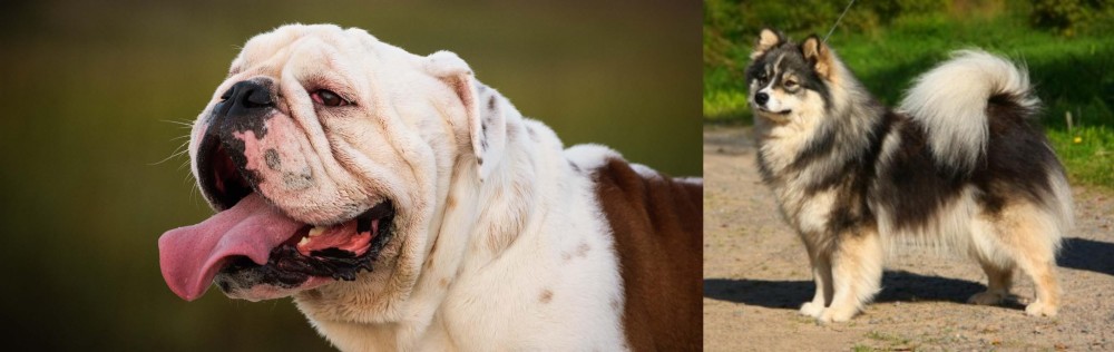 Finnish Lapphund vs English Bulldog - Breed Comparison