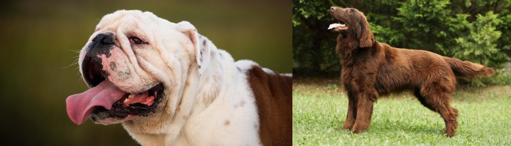 Flat-Coated Retriever vs English Bulldog - Breed Comparison