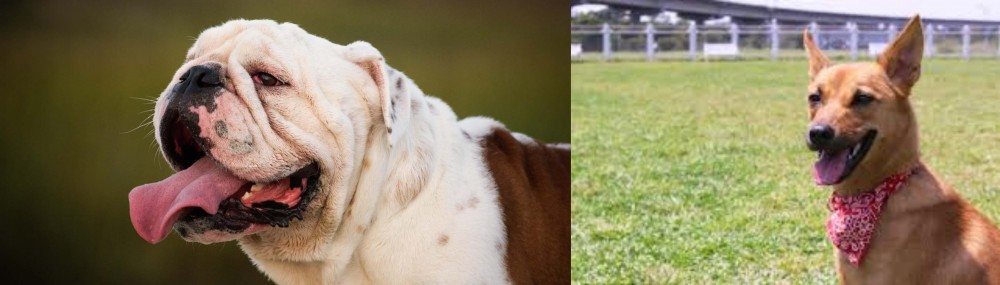Formosan Mountain Dog vs English Bulldog - Breed Comparison