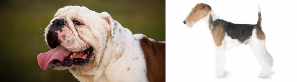 Fox Terrier vs English Bulldog - Breed Comparison