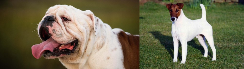 Fox Terrier (Smooth) vs English Bulldog - Breed Comparison