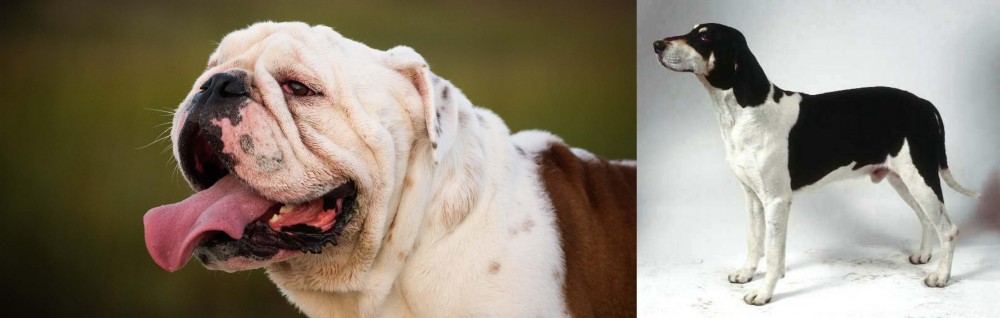 Francais Blanc et Noir vs English Bulldog - Breed Comparison