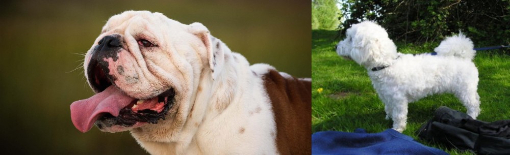 Franzuskaya Bolonka vs English Bulldog - Breed Comparison