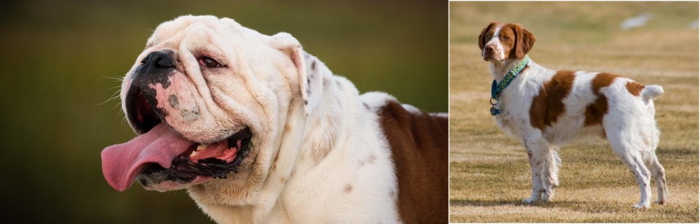 French Brittany vs English Bulldog - Breed Comparison