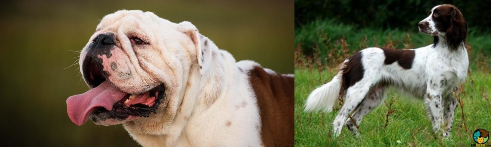French Spaniel vs English Bulldog - Breed Comparison