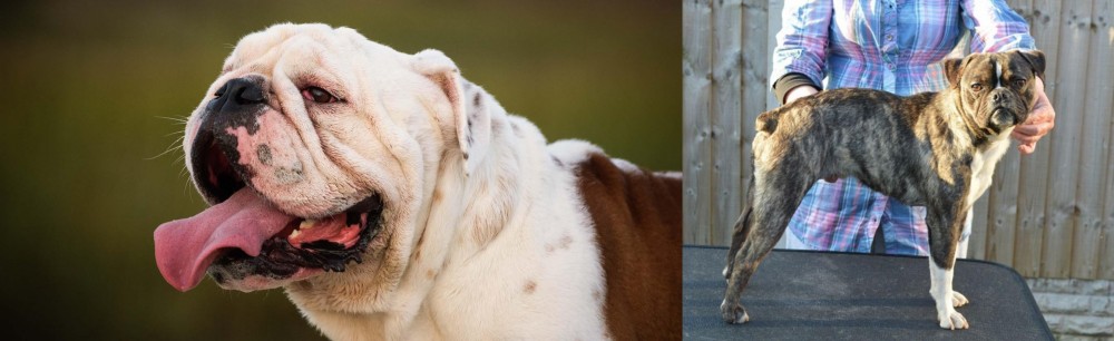 Fruggle vs English Bulldog - Breed Comparison