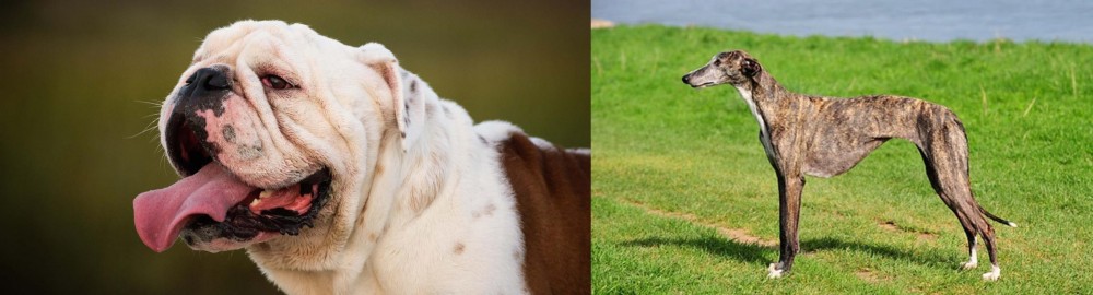 Galgo Espanol vs English Bulldog - Breed Comparison