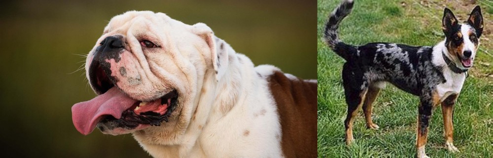 German Coolie vs English Bulldog - Breed Comparison