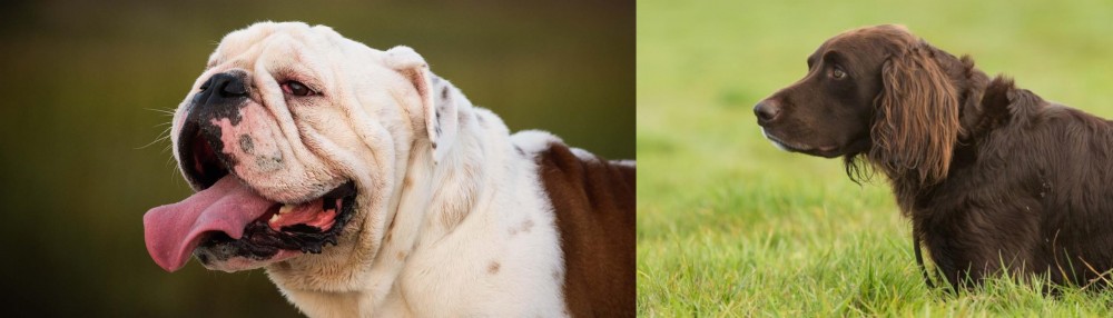 German Longhaired Pointer vs English Bulldog - Breed Comparison