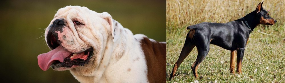 German Pinscher vs English Bulldog - Breed Comparison