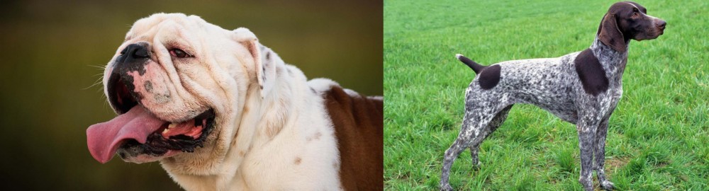 German Shorthaired Pointer vs English Bulldog - Breed Comparison