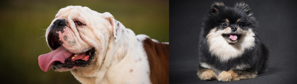 German Spitz (Klein) vs English Bulldog - Breed Comparison