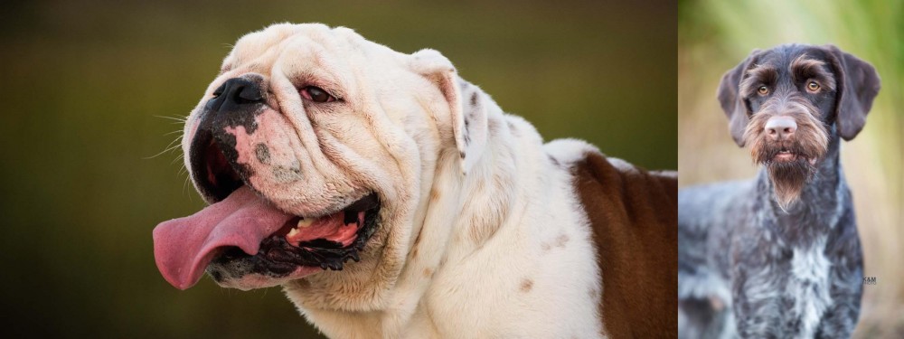 German Wirehaired Pointer vs English Bulldog - Breed Comparison