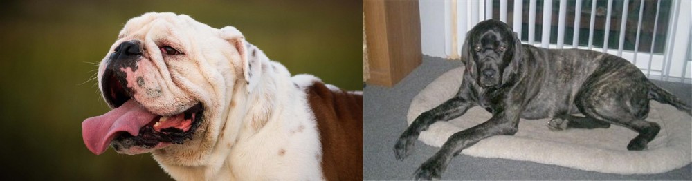 Giant Maso Mastiff vs English Bulldog - Breed Comparison
