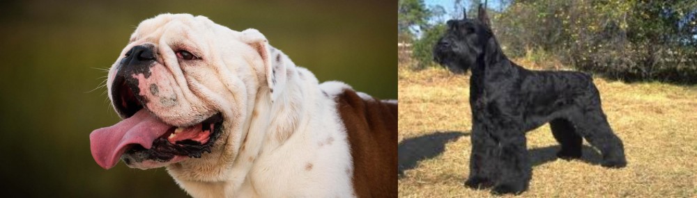 Giant Schnauzer vs English Bulldog - Breed Comparison