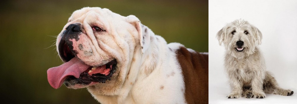 Glen of Imaal Terrier vs English Bulldog - Breed Comparison