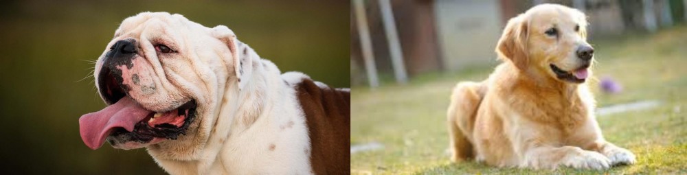 Goldador vs English Bulldog - Breed Comparison