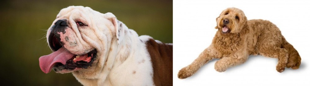 Golden Doodle vs English Bulldog - Breed Comparison