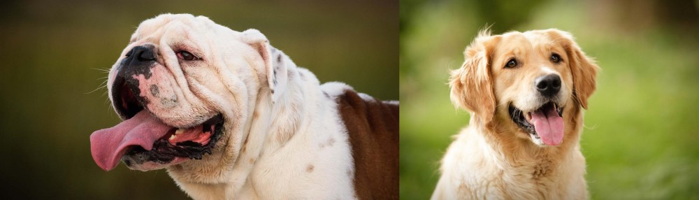 Golden Retriever vs English Bulldog - Breed Comparison
