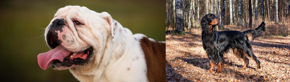 Gordon Setter vs English Bulldog - Breed Comparison