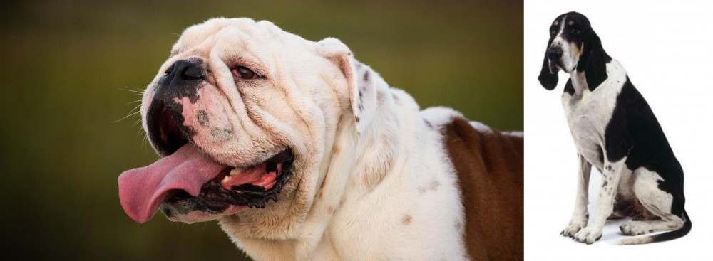 Grand Anglo-Francais Blanc et Noir vs English Bulldog - Breed Comparison