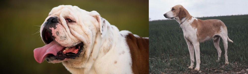 Grand Anglo-Francais Blanc et Orange vs English Bulldog - Breed Comparison