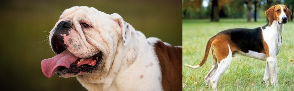 Grand Anglo-Francais Tricolore vs English Bulldog - Breed Comparison