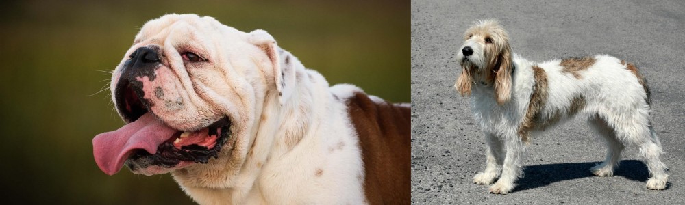 Grand Basset Griffon Vendeen vs English Bulldog - Breed Comparison