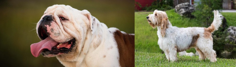 Grand Griffon Vendeen vs English Bulldog - Breed Comparison