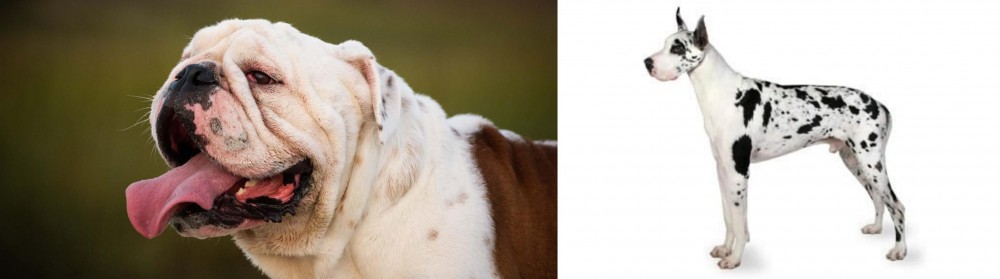 Great Dane vs English Bulldog - Breed Comparison