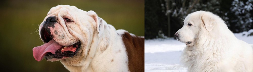 Great Pyrenees vs English Bulldog - Breed Comparison