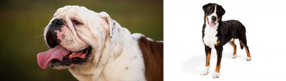 Greater Swiss Mountain Dog vs English Bulldog - Breed Comparison