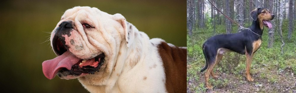 Greek Harehound vs English Bulldog - Breed Comparison
