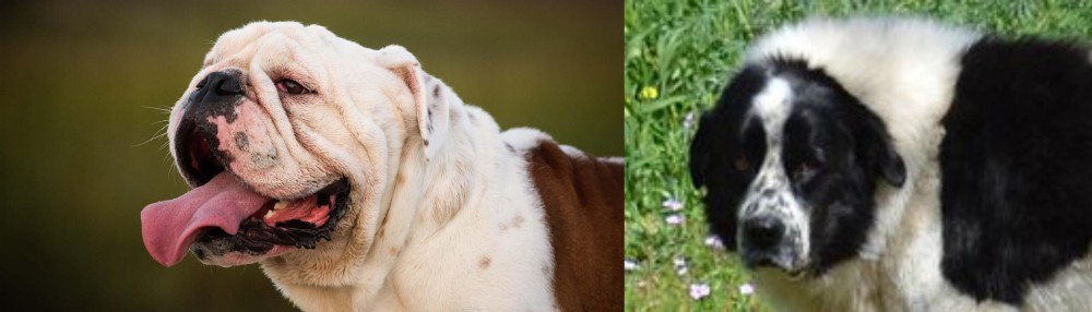 Greek Sheepdog vs English Bulldog - Breed Comparison